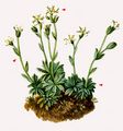 Scree Saxifrage - Saxifraga androsacea L.