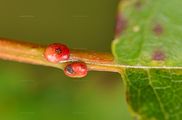 Prunus avium (Vogel-Kirsche) - extraflorale Nektarien am Blattstiel