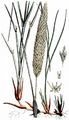 Marram - Ammophila arenaria (L.) Link