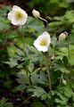 Snowdrop Anemone - Anemone sylvestris L.