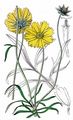 Large-Flowered Tickseed - Coreopsis grandiflora Sweet