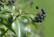 Gewöhnlicher Efeu - Hedera helix L.