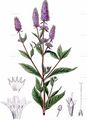 Mentha piperita  - Pfeffer-Minze (Lamiaceae)