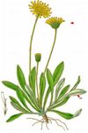 Peletiers Habichtskraut - Pilosella peleteriana (Mérat) F. W. Schultz & Sch. Bip. 