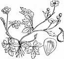 Creeping Buttercup - Ranunculus repens L. 