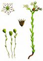 Hairy Stonecrop - Sedum villosum L.