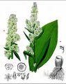 False Hellebore - Veratrum album L.