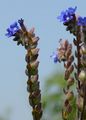 Alkanet - Anchusa officinalis L.