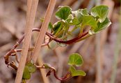 Strand-Zaunwinde - Calystegia soldanella (L.) Roem. & Schult.