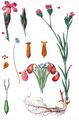 Deptford Pink - Dianthus armeria L.