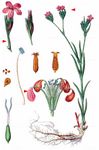 Büschel-Nelke - Dianthus armeria L. 