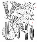 Französischer Milchlattich - Lactuca plumieri (L.) Gren. & Godr. 
