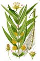 Tufted Loosestrife - Lysimachia thyrsiflora L.