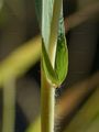 Rispen-Hirse - Panicum miliaceum L. 