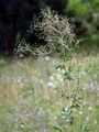 Small Meadow-Rue - Thalictrum simplex L. 