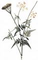 Golden Chervil - Chaerophyllum aureum L. 