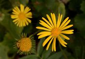 Eastern Leopard's-Bane - Doronicum columnae Ten.