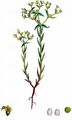 Dwarf Spurge - Euphorbia exigua L.