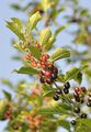 Alder Buckthorn - Frangula alnus Mill.