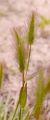 Sea Barley - Hordeum marinum Huds.