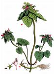 Purpurrote Taubnessel - Lamium purpureum L. 