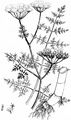 Fine-Leaved Water-Dropwort - Oenanthe aquatica (L.) Poir.