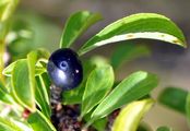 Rock Buckthorn - Rhamnus saxatilis Jacq.