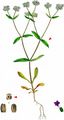 Keeled-Fruited Cornsalad - Valerianella carinata Loisel.