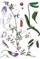 Slender Tare - Vicia parviflora Cav.