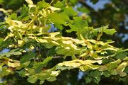 Acer platanoides (Spitz-Ahorn) - Früchte