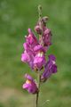 Garten-Löwenmaul - Antirrhinum majus L.