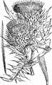 Woolly Thistle - Cirsium eriophorum (L.) Scop.