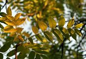 Schwarze Walnuss - Juglans nigra L.