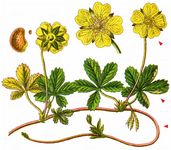 Kriechendes Fingerkraut - Potentilla reptans L. 