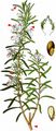 Rosemary - Rosmarinus officinalis L.