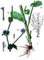 Endive - Cichorium endivia L.