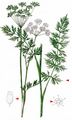 Caraway-Milk Parsley - Dichoropetalum carvifolia (Vill.) Pimenov & Kljuykov