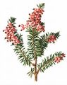 Schnee-Heide - Erica carnea L.