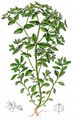 Petty Spurge - Euphorbia peplus L.