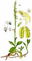 Creeping Lady's-Tresses - Goodyera repens (L.) R. Br.