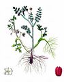 Lesser Marshwort - Helosciadium inundatum (L.) W. D. J. Koch
