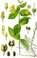 Gewöhnlicher Gilbweiderich - Lysimachia vulgaris L.