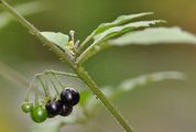 Black Nightshade - Solanum nigrum L.