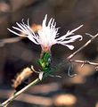 Tumble Knapweed - Centaurea diffusa Lam.