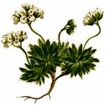 Hoppe-Felsenblümchen - Draba hoppeana Rchb. 