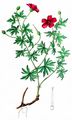 Bloody Crane's-Bill - Geranium sanguineum L.