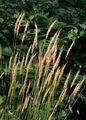 Wood Barley - Hordelymus europaeus (L.) Harz