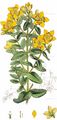 Hypericum maculatum Crantz - Geflecktes Johanniskraut (Hypericaceae)