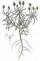 Branched Plantain - Plantago arenaria Waldst. & Kit.