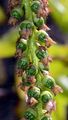 Necklace Poplar - Populus carolinensis Moench